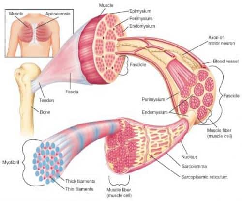 skeletal muscle function