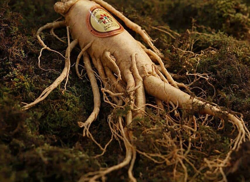 ginseng